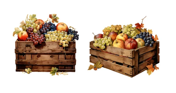 Fruchtkasten Cliparts Isolierte Vektorillustration — Stockvektor