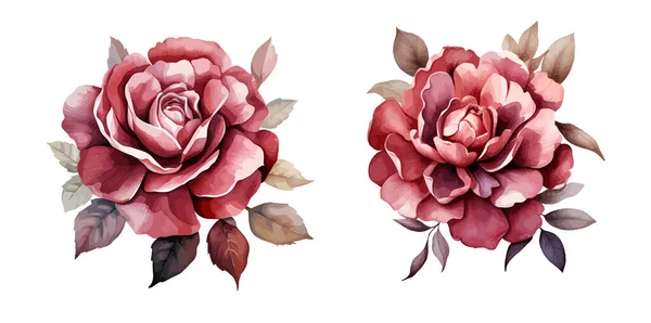Borgonha Rosa Clipart Ilustração Vetorial Isolado — Vetor de Stock