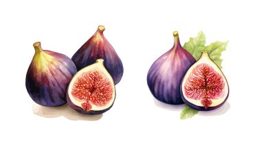 Figs clipart, isolated vector illustration. clipart