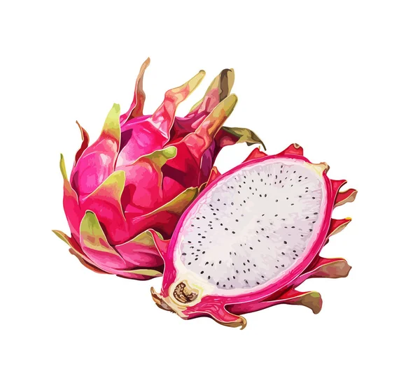 Dragon Φρούτα Clipart Απομονωμένη Διανυσματική Απεικόνιση — Διανυσματικό Αρχείο