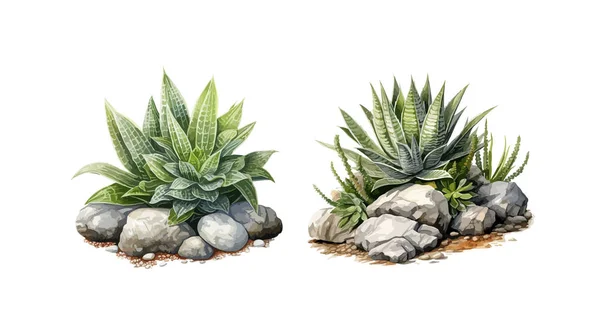 Succulents Clipart Isolated Vector Illustration — 图库矢量图片