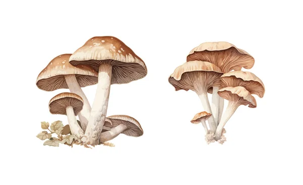 Cogumelos Clipart Ilustração Vetorial Isolada —  Vetores de Stock