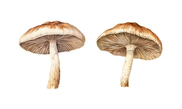 Mushrooms Clipart Ilustración Vectorial Aislada — Archivo Imágenes Vectoriales