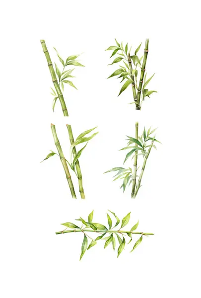 Clipart Bambou Illustration Vectorielle Isolée — Image vectorielle