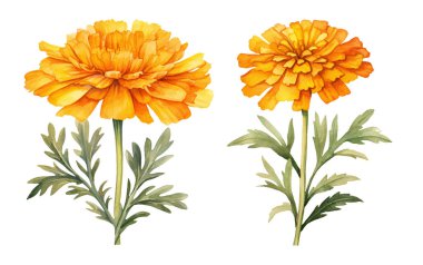 Watercolor marigold. Illustration clipart isolated on white background.
