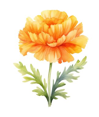 Watercolor marigold. Illustration clipart isolated on white background.