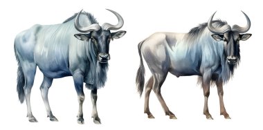 Watercolor  Blue Wildebeest. Illustration clipart isolated on white background. clipart