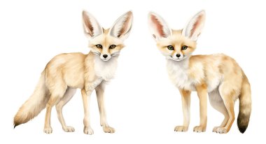 Suluboya Fennec Fox. Resim ortamı beyaz arkaplanda izole edildi.