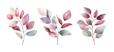 Watercolor Eucalyptus branch. Illustration clipart isolated on white background. clipart