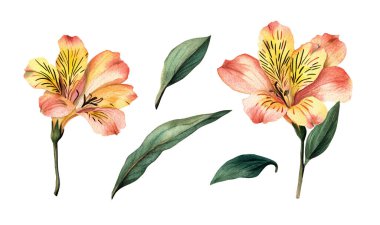 Suluboya Alstroemeria. Resim ortamı beyaz arkaplanda izole edildi.