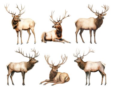 Watercolor elk animal. Illustration clipart isolated on white background. clipart