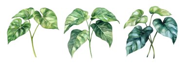 Watercolor Philodendron. Illustration clipart isolated on white background. clipart