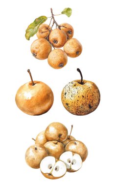 Watercolor Asian Pears. Illustration clipart isolated on white background. clipart