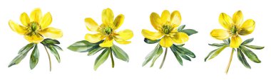 Watercolor Eranthis hyemalis flower. Illustration clipart isolated on white background. clipart