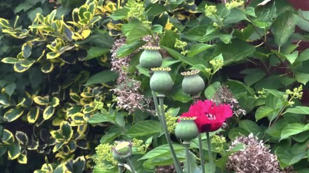 ポピー花と芽で自然の庭4K映像閉じる上のマクロ映画 — ストック動画