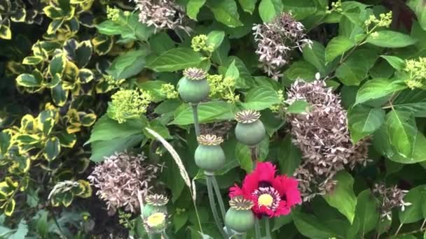 Poppy Blossom Flowers Buds Nature Garden Footage Close Macro Cinematic — Vídeos de Stock
