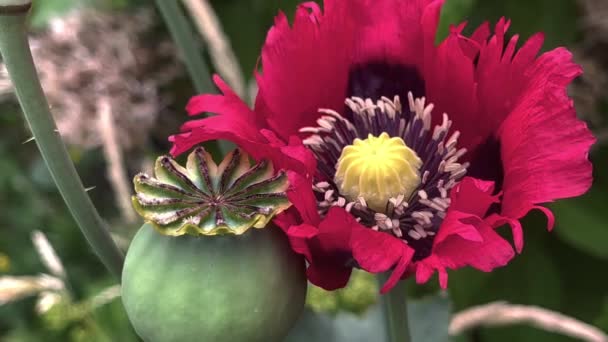 Poppy Blossom Flowers Buds Nature Garden Footage Close Macro Cinematic — Video