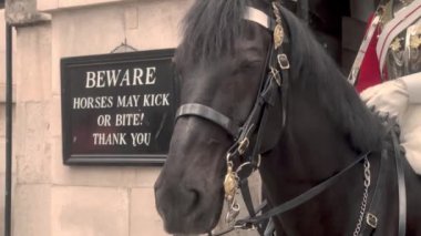 London horse guard lifeguard, United Kingdom - 01.08.2022