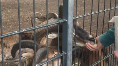 Human feeding goats in cage on farm