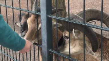 Human feeding goats in cage on farm