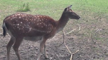 Deer grazing on lawn in zoo