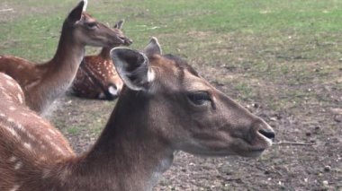 Deers grazing on lawn in zoo