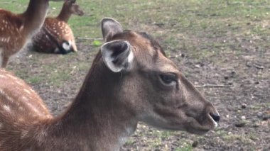 Deers grazing on lawn in zoo