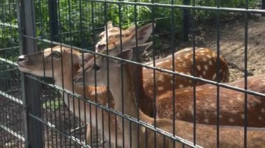 Man and child feeding deers in cage in zoo