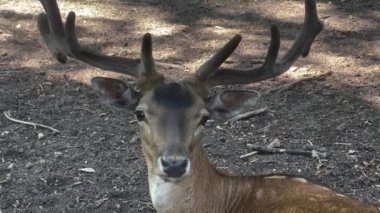 Deer grazing on lawn in zoo