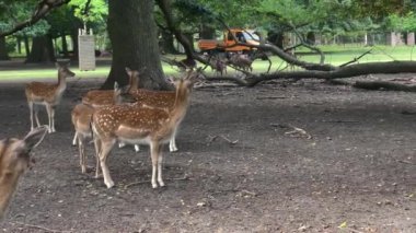 Deers grazing on lawn in zoo