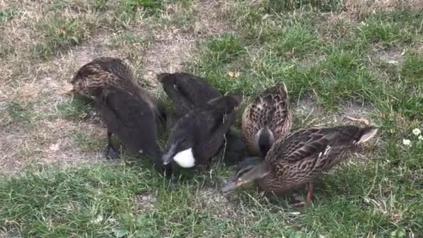 Ducks Eating Feed Grass — Vídeo de Stock