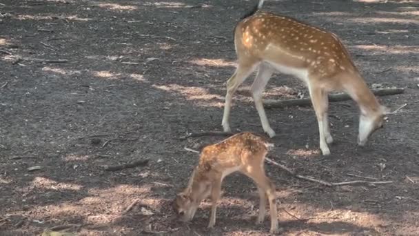 Deers Grazing Lawn Zoo — Stock Video