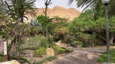 İsrail 'deki Kibbutz Ein Gedi botanik bahçesinde yürüyorum.