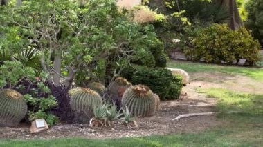 İsrail 'deki Kibbutz Ein Gedi botanik bahçesinde yürüyorum.