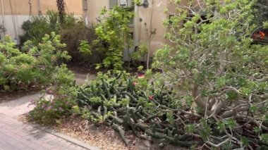 İsrail 'deki Kibbutz Ein Gedi botanik bahçesinde yürüyorum.