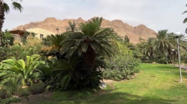 İsrail 'deki Kibbutz Ein Gedi botanik bahçesinde yürüyorum.