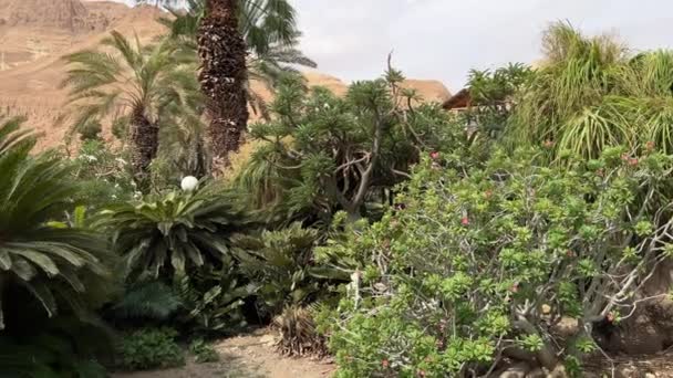 Περπάτημα Γούρνα Kibbutz Ein Gedi Βοτανικό Κήπο Ισραήλ — Αρχείο Βίντεο