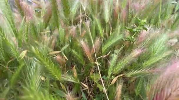 Закрыть Пшеничное Поле Летнее Сельскохозяйственное Поле — стоковое видео