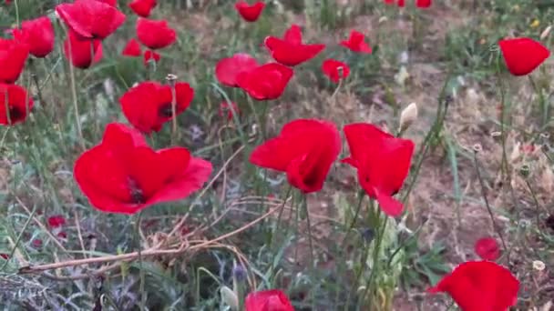 晨光下的一片红罂粟地 — 图库视频影像