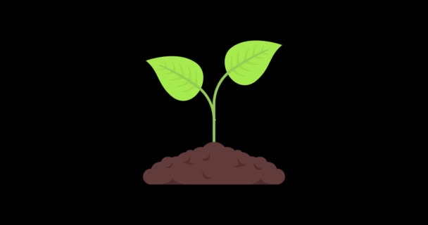 Bitkilerin Boyutlarının Artması Bitkilerin Büyüme Süreci — Stok video