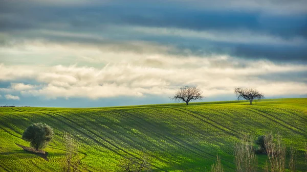 Bir Buğday Tarlasının Güzel Kırsal Manzarası Yalnız Ağaçlar Dramatik Gökyüzü — Stok fotoğraf