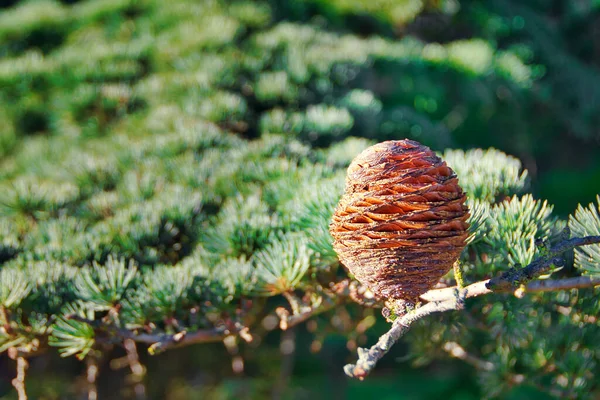 Odaklanmamış arkaplanı olan bir sedir konisini kapat.