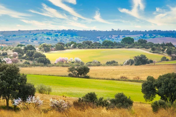 Güzel bir buğday ekini manzarası. kırsal görünüm.
