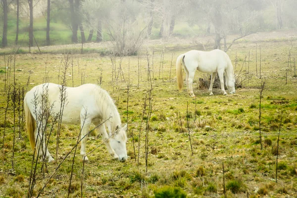 Two white horses graze in a meadow, in a foggy morning.