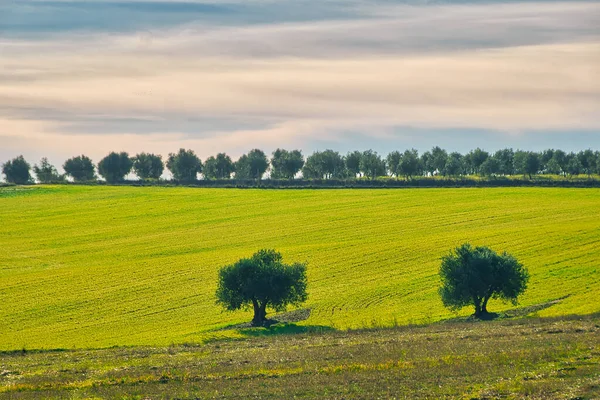 Ufukta bir sıra ağaç ve bulutlu gökyüzü olan bir buğday tarlasının kırsal manzarası.