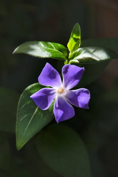 Фиолетовый Цветок Перивинкля Vinca Minor Черном Фоне — стоковое фото