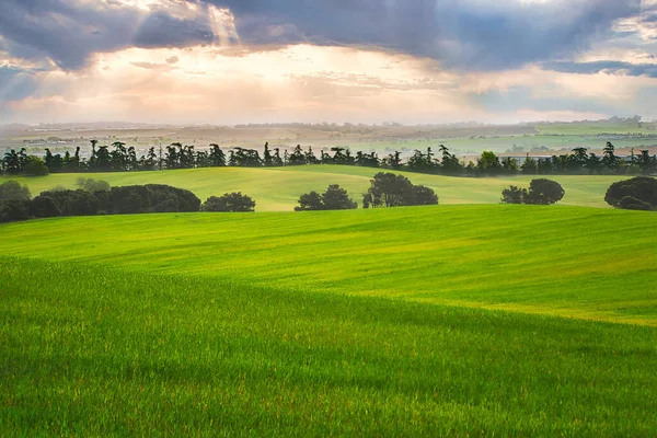 Baharda Madrid 'in Arroyomolinos şehrinde (İspanya) ağaçların oluşturduğu buğday tarlalarının güzel manzarası.). 