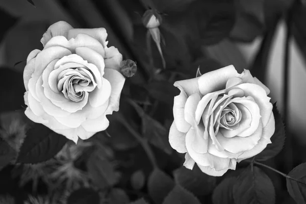 两朵玫瑰和一株花蕾在花园里的单色照片 — 图库照片