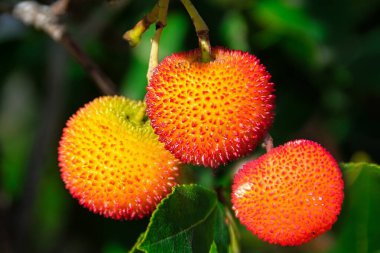 Arbutus dalları, yaprakları ve olgun meyveleri yakın çekim.