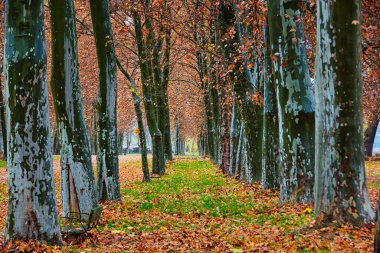 Aranjuez, İspanya 'da sonbaharda ağaçlarla kaplı ve yapraklarla kaplı bir sokak..